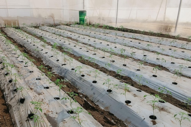 Tomatenanbau im Gewächshaus