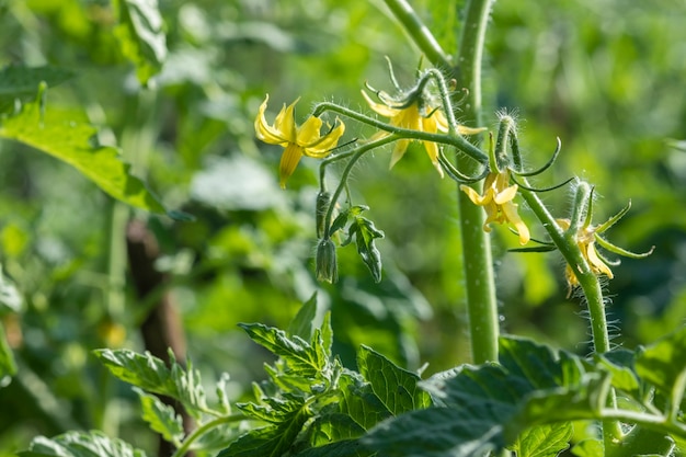 Tomatenblüten, frühe Sorten auf dem Gartengrundstück.