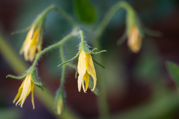 Tomatenblumen auf dem Stiel Landwirtschaftskonzept