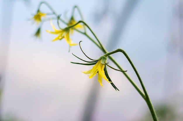 Foto tomatenblumen im garten im sommer