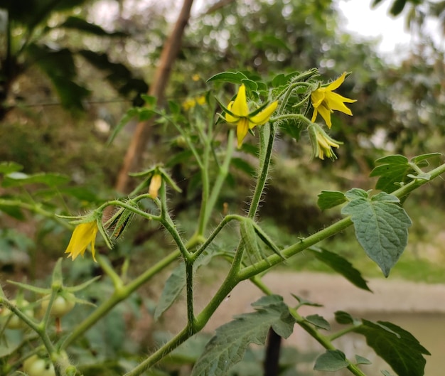 Foto tomatenblumen in den grünen grasfeldern