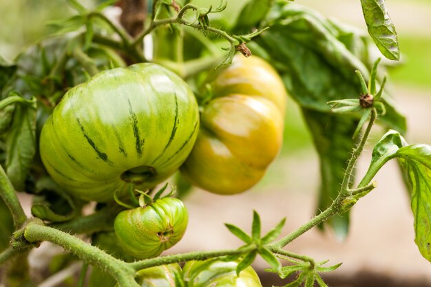 Tomatenbusch