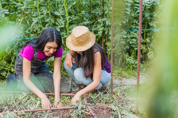 Tomatenerntefarm Landwirtschaft mit Handfrühling mit lateinisch-venezolanischem Kubaner und Marokkaner