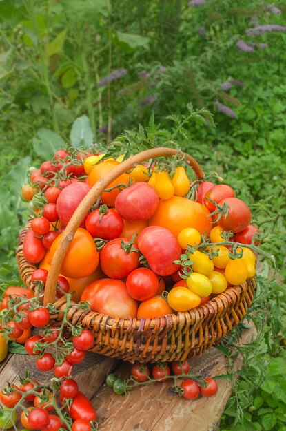 Tomatenmischung in einem Korb auf einem Holztisch