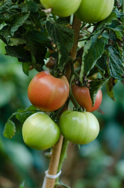 Tomatenpflanze mit roten Früchten mit unscharfem Hintergrund Kopierbereich