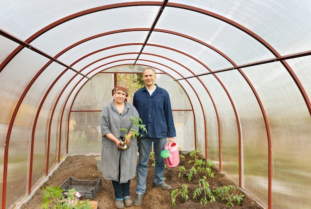 Tomatenpflanzen der erwachsenen Frau in den Bodengewächshäusern