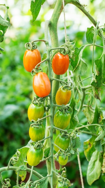 Tomatenpflanzen im Gemüsegarten.