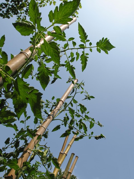 Tomatenpflanzen im Gemüsegarten