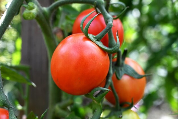 Tomatenpflanzen im Gewächshaus Grüne rote Tomatenplantage Biologischer