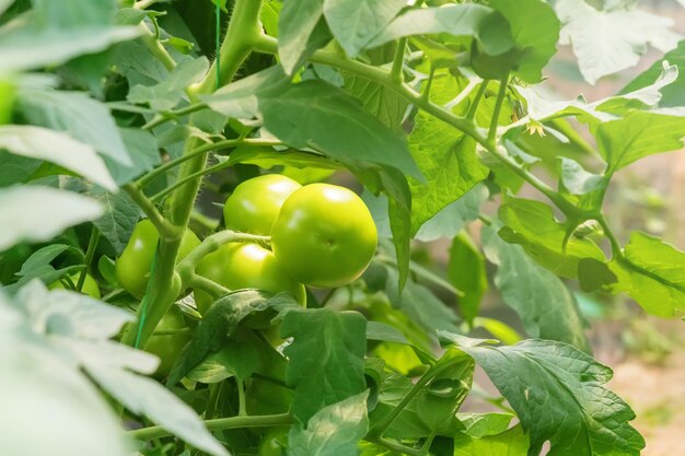 Tomatenpflanzen im Gewächshaus. Grüne Tomaten Ökologischer Landbau.