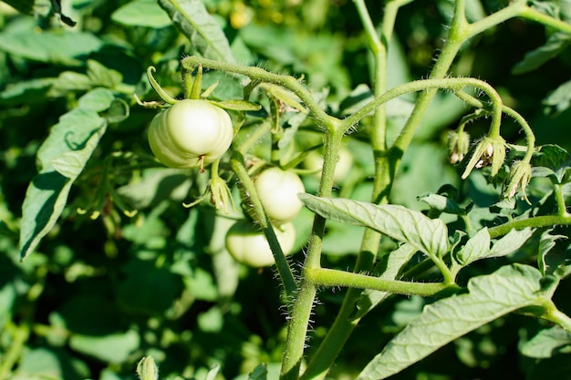 Tomatenpflanzen im Gewächshaus Grüne Tomatenplantage. Ökologischer Landbau, junge Tomatenpflanzen wachsen im Gewächshaus. Foto in hoher Qualität