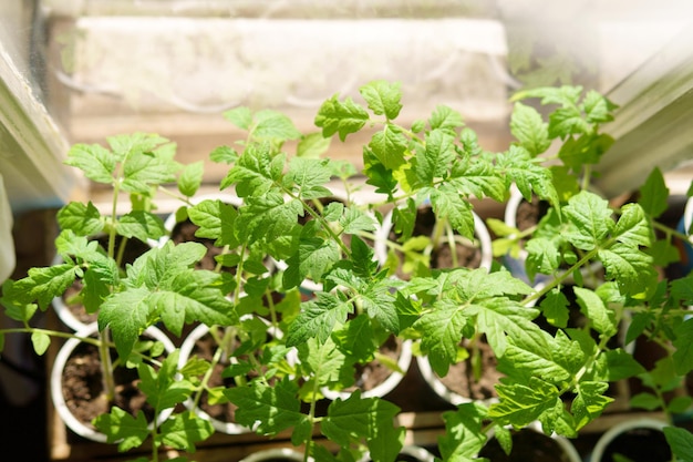 Tomatenpflanzen lassen sich in naher Nähe selektiv fokussieren Das Konzept des ökologischen Landbaus und des Frühlingsgartenbaus in naher Sicht