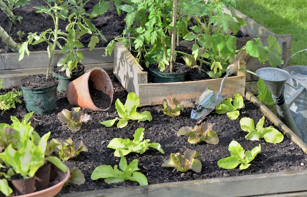 Tomatenpflanzen und Salat in einer Kiste auf den Boden eines Gemüsegartens setzen, um zu pflanzen