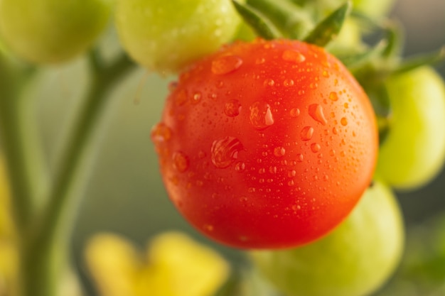 Tomatenreife auf einem Zweig