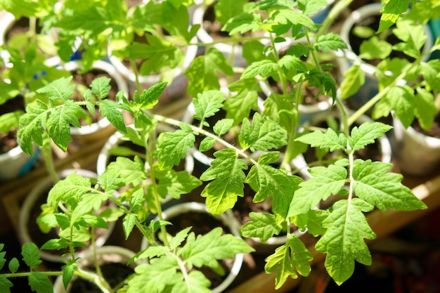 Tomatensämlinge hinterlassen Nahaufnahme, selektiver Fokus Das Konzept des ökologischen Landbaus und der Frühjahrsgärtnerei Nahaufnahme