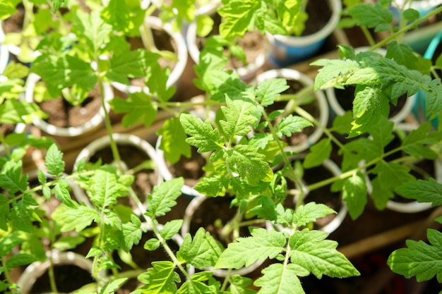 Tomatensämlinge hinterlassen Nahaufnahme, selektiver Fokus Das Konzept des ökologischen Landbaus und der Frühjahrsgärtnerei Nahaufnahme