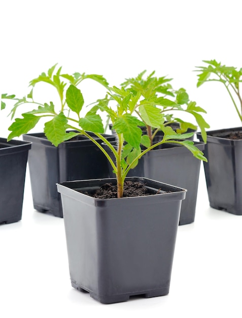 Tomatensämlinge im Plastiktopf