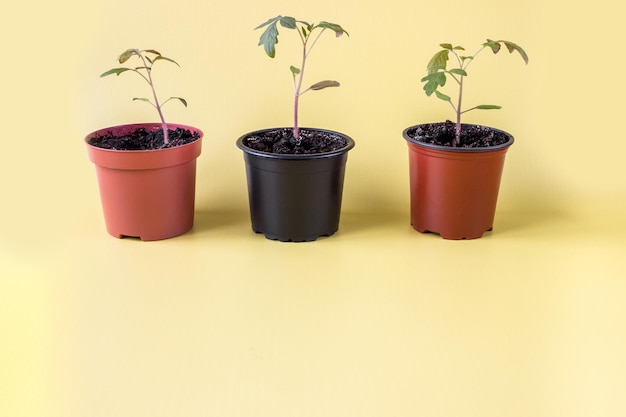 Tomatensämlinge in einem Topf auf gelbem Grund. Exemplar.