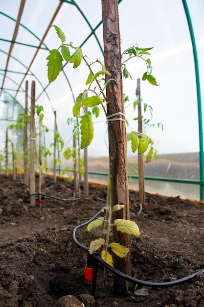 Tomatensetzlinge im Gewächshaus auf dem Tropfbewässerungssystem der Pflanze