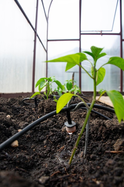 Tomatensetzlinge im Gewächshaus auf dem Tropfbewässerungssystem der Pflanze