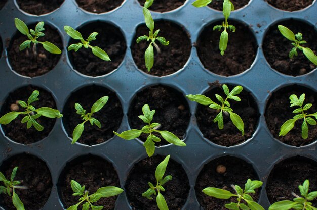 Tomatensetzlinge in einem speziellen Plastikbehälter