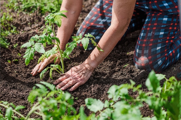 Tomatensetzlinge mit den Händen eines sorgfältigen Bauern in ihrem Garten pflanzen