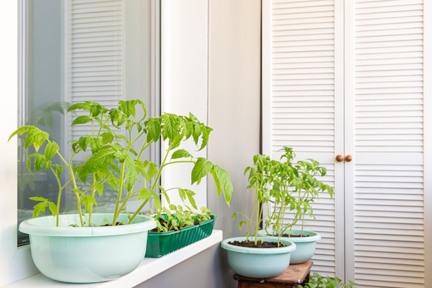 Tomatensprossen auf dem Balkon, die sich zum Pflanzen vorbereiten