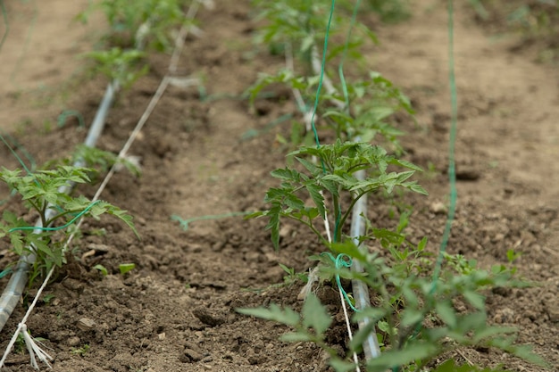 Tomatenstiele im Gewächshaus