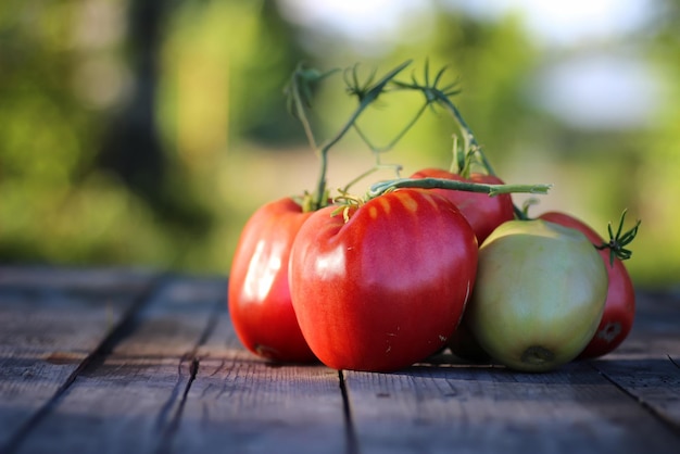 Tomatenzweig auf Tisch im Freien