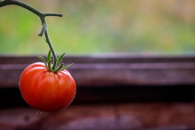 Tomates amadurecem na estufa. Colheita em casa. Colheita na estufa.