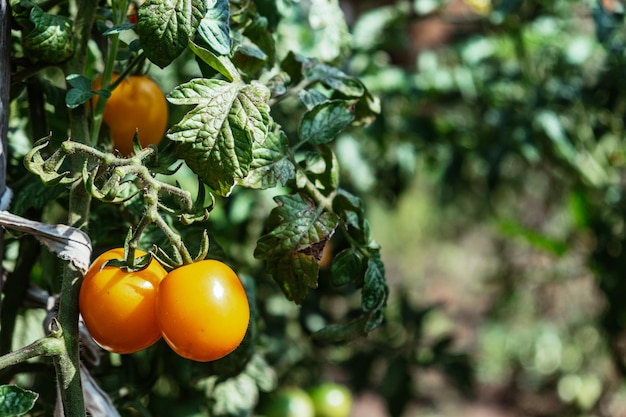 Tomates amarelos crescem em um galho