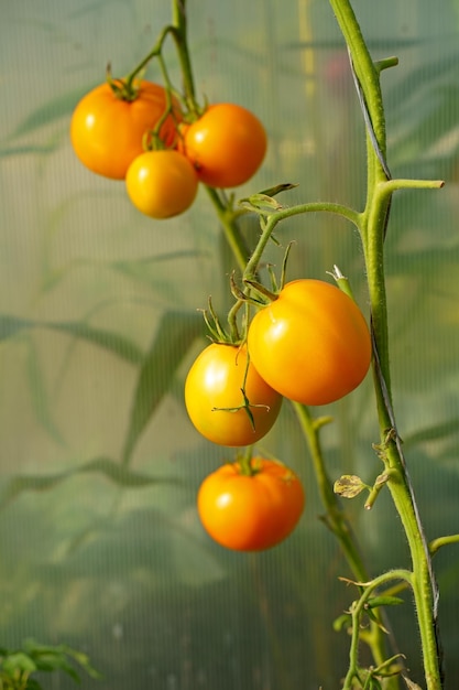 Tomates amarelos de maturação variável crescem em uma estufa de policarbonato