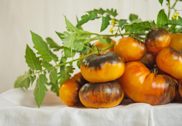 Tomates amarelos marrons deliciosos frescos e maduros Fundo de tomates vermelhos recém-colhidos Blue Gold