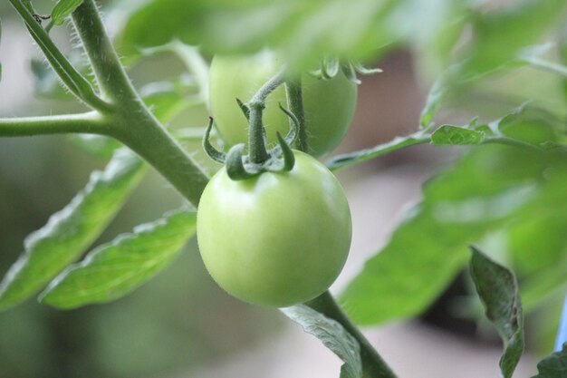 tomates en un árbol con hojas verdes gruesas con un fondo borroso