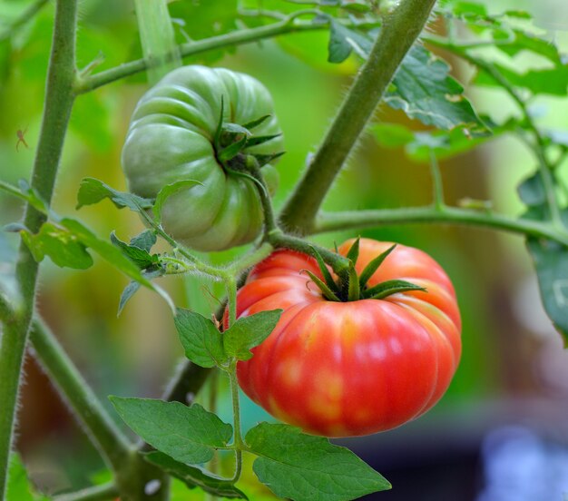 Tomates en el árbol