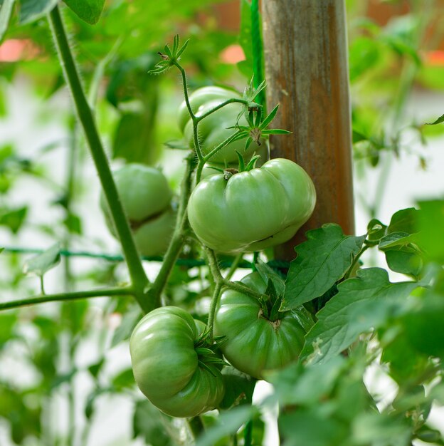 Tomates en el árbol