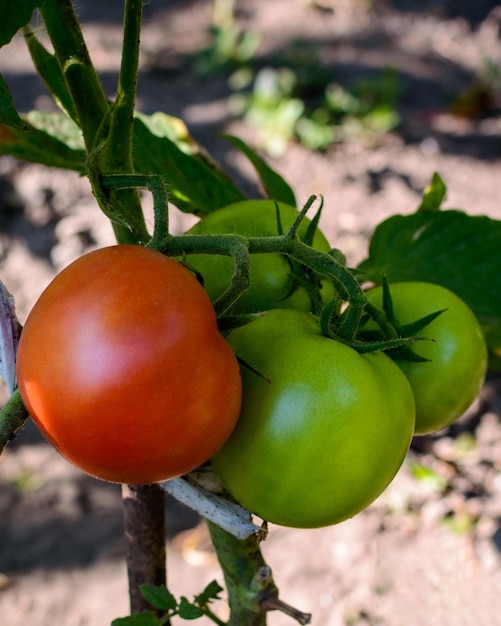 Tomates en un arbusto. Tomates frescos.