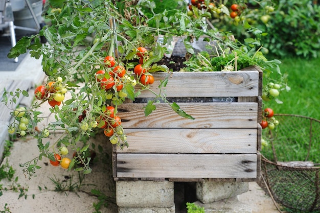 Tomates en caja de madera