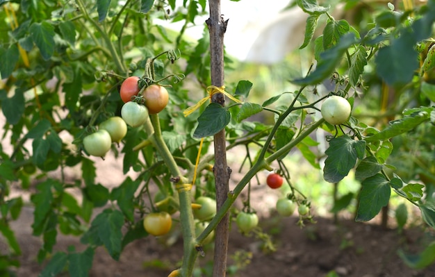 Tomates caseiros crescendo em um galho