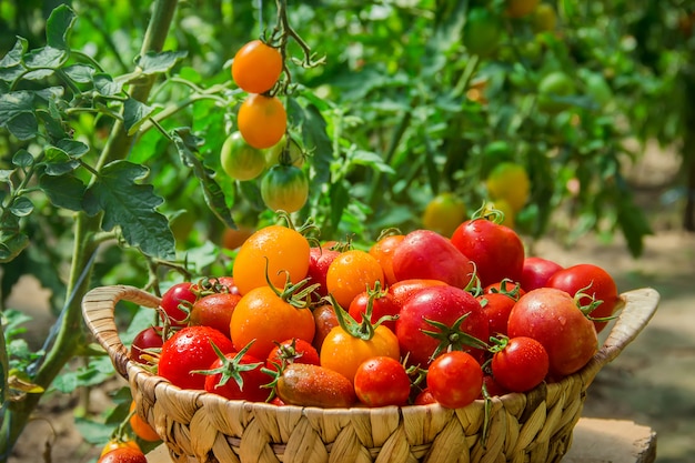 Tomates caseros en la canasta. Enfoque selectivo