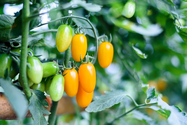 Tomates cereja amarelos pendurados em uma árvore em uma fazenda orgânica