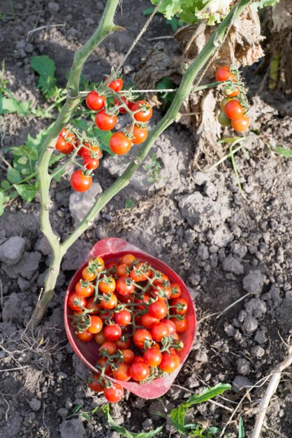 Tomates-cereja caseiros no jardim