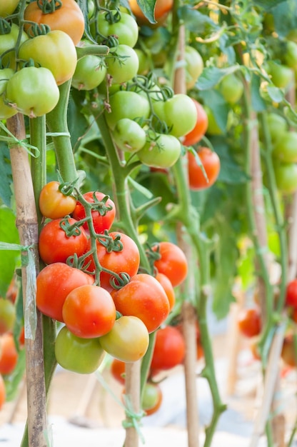 Tomates Cereja Frescos no jardim Planta Tomates Foco seletivo