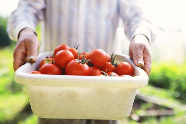 Tomates-cereja frescos nos galhos são colhidos pelo agricultor