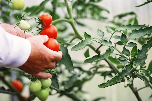 Tomates-cereja frescos nos galhos são colhidos pelo agricultor