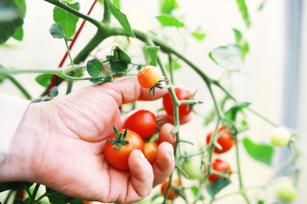 Tomates-cereja frescos nos galhos são colhidos pelo agricultor