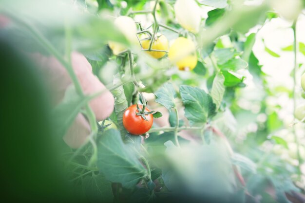 Tomates-cereja frescos nos galhos são colhidos pelo agricultor