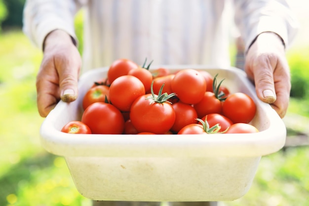 Foto tomates-cereja frescos nos galhos são colhidos pelo agricultor