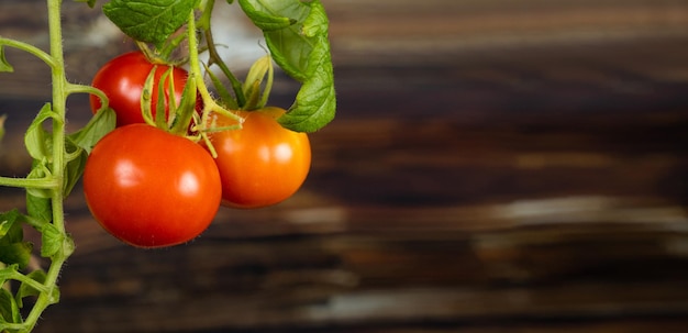 Tomates cereja maduros em um galho em um fundo de madeira