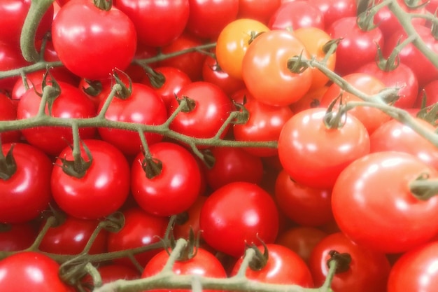 Tomates Cereja Orgânicos Frescos no Ramo Grupo de Tomates Cereja Frescos